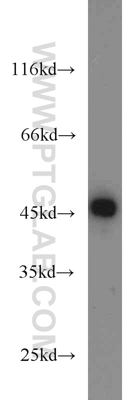 CDC37 Polyclonal antibody