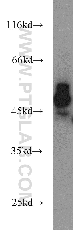 Western Blot (WB) analysis of A431 cells using CDC37 Polyclonal antibody (10218-1-AP)