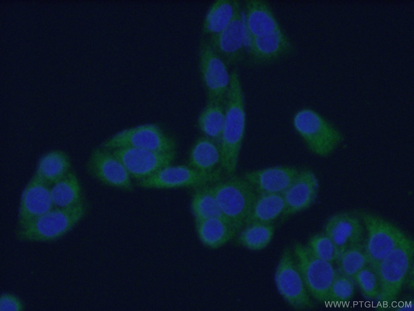 Immunofluorescence (IF) / fluorescent staining of HeLa cells using CDC37 Monoclonal antibody (66420-1-Ig)