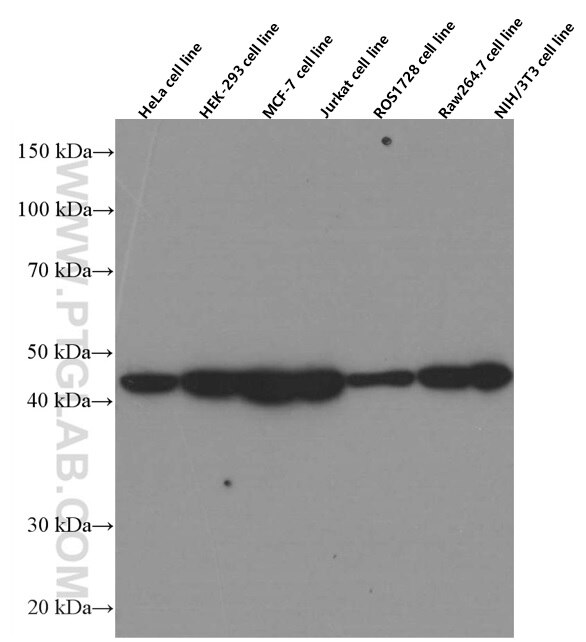 Western Blot (WB) analysis of various lysates using CDC37 Monoclonal antibody (66420-1-Ig)