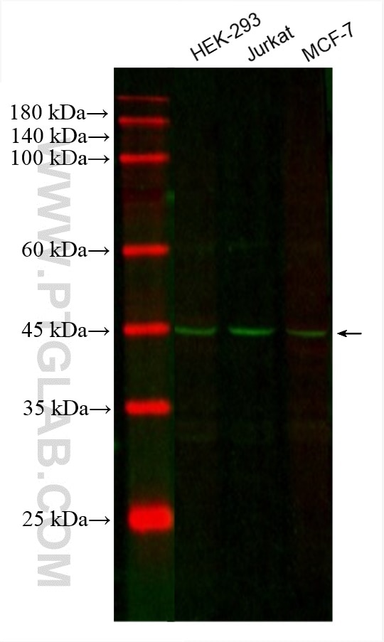 Western Blot (WB) analysis of various lysates using CoraLite® Plus 488-conjugated CDC37 Monoclonal ant (CL488-66420)