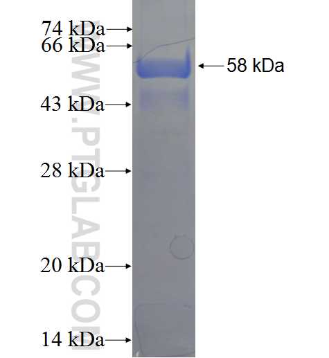 CDC37 fusion protein Ag0267 SDS-PAGE