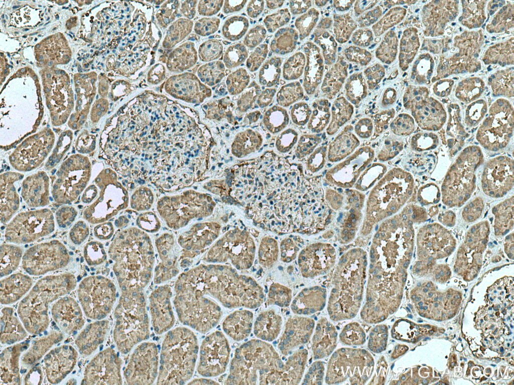 Immunohistochemistry (IHC) staining of human kidney tissue using CDC37L1 Polyclonal antibody (16293-1-AP)