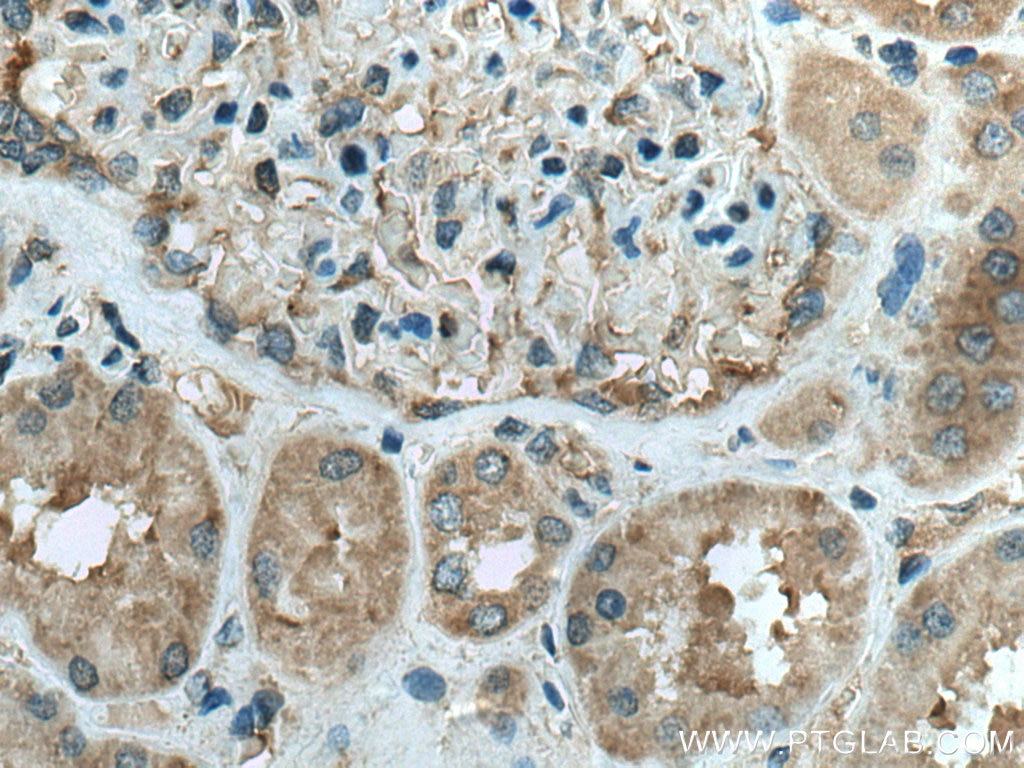 Immunohistochemistry (IHC) staining of human kidney tissue using CDC37L1 Polyclonal antibody (16293-1-AP)