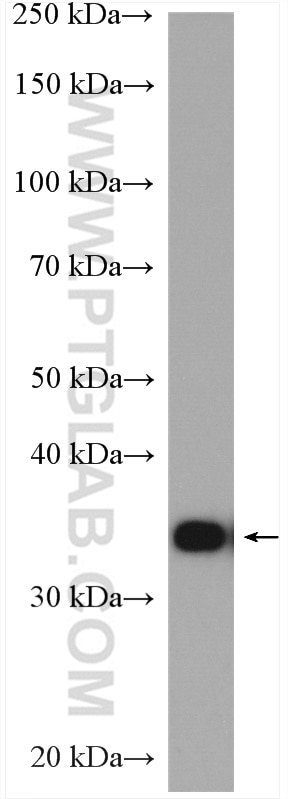 Western Blot (WB) analysis of HeLa cells using CDC37L1 Polyclonal antibody (16293-1-AP)