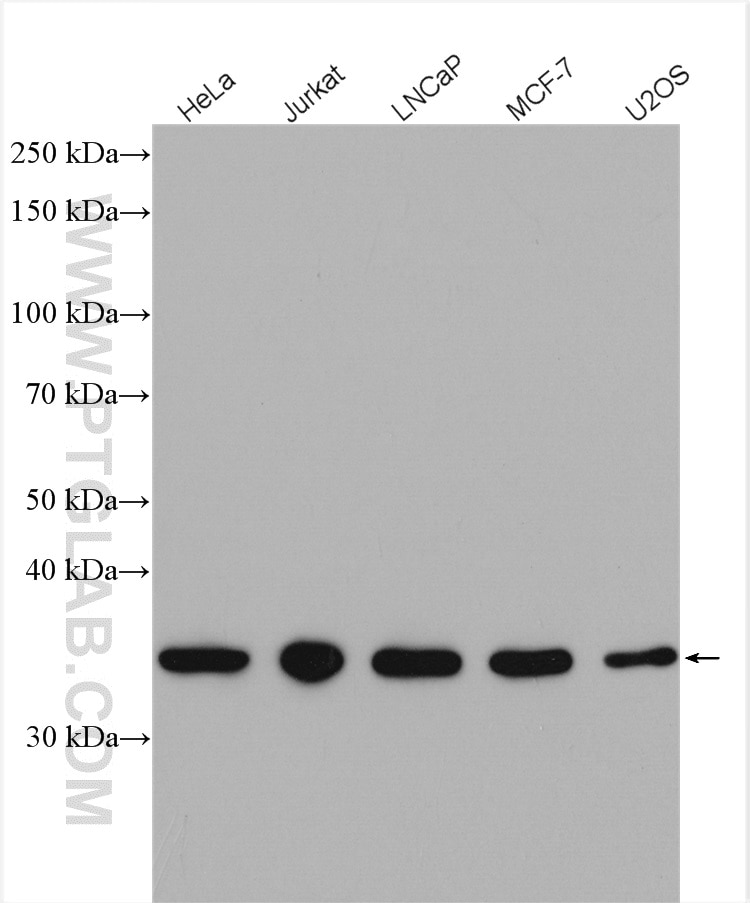 Western Blot (WB) analysis of various lysates using CDC37L1 Polyclonal antibody (16293-1-AP)