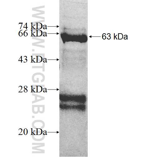 CDC37L1 fusion protein Ag9459 SDS-PAGE