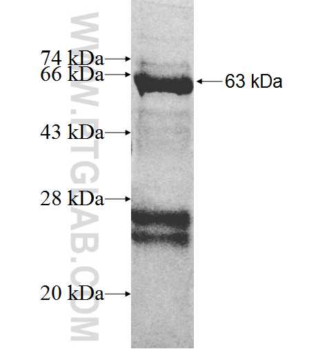 CDC37L1 fusion protein Ag9459 SDS-PAGE
