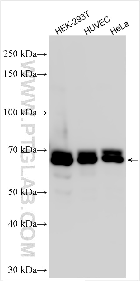 CDC40