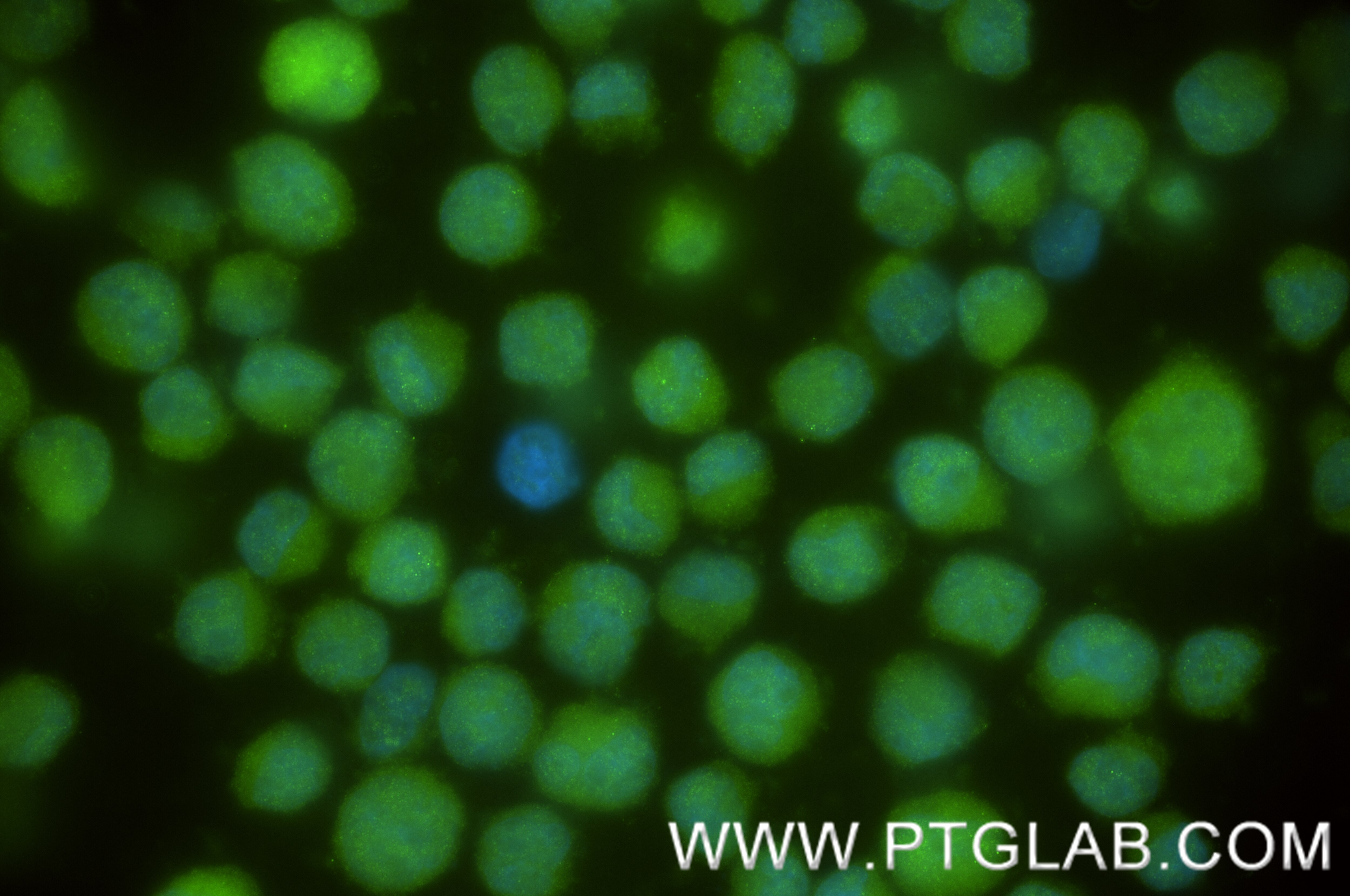 Immunofluorescence (IF) / fluorescent staining of K-562 cells using CDC40 Recombinant antibody (84679-4-RR)