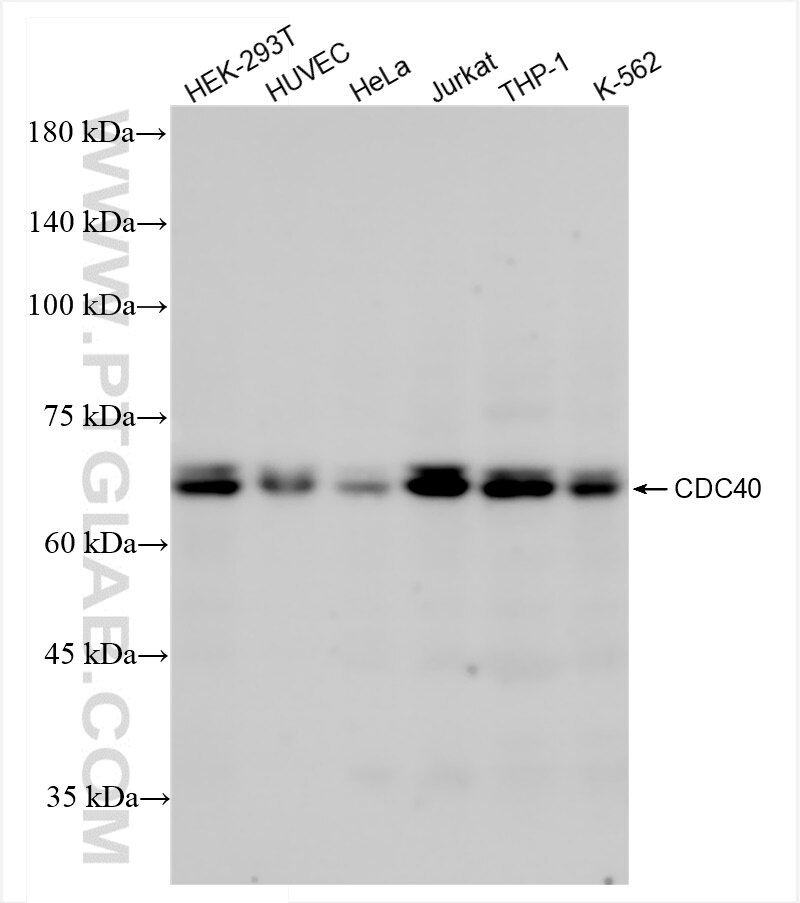 Western Blot (WB) analysis of various lysates using CDC40 Recombinant antibody (84679-4-RR)