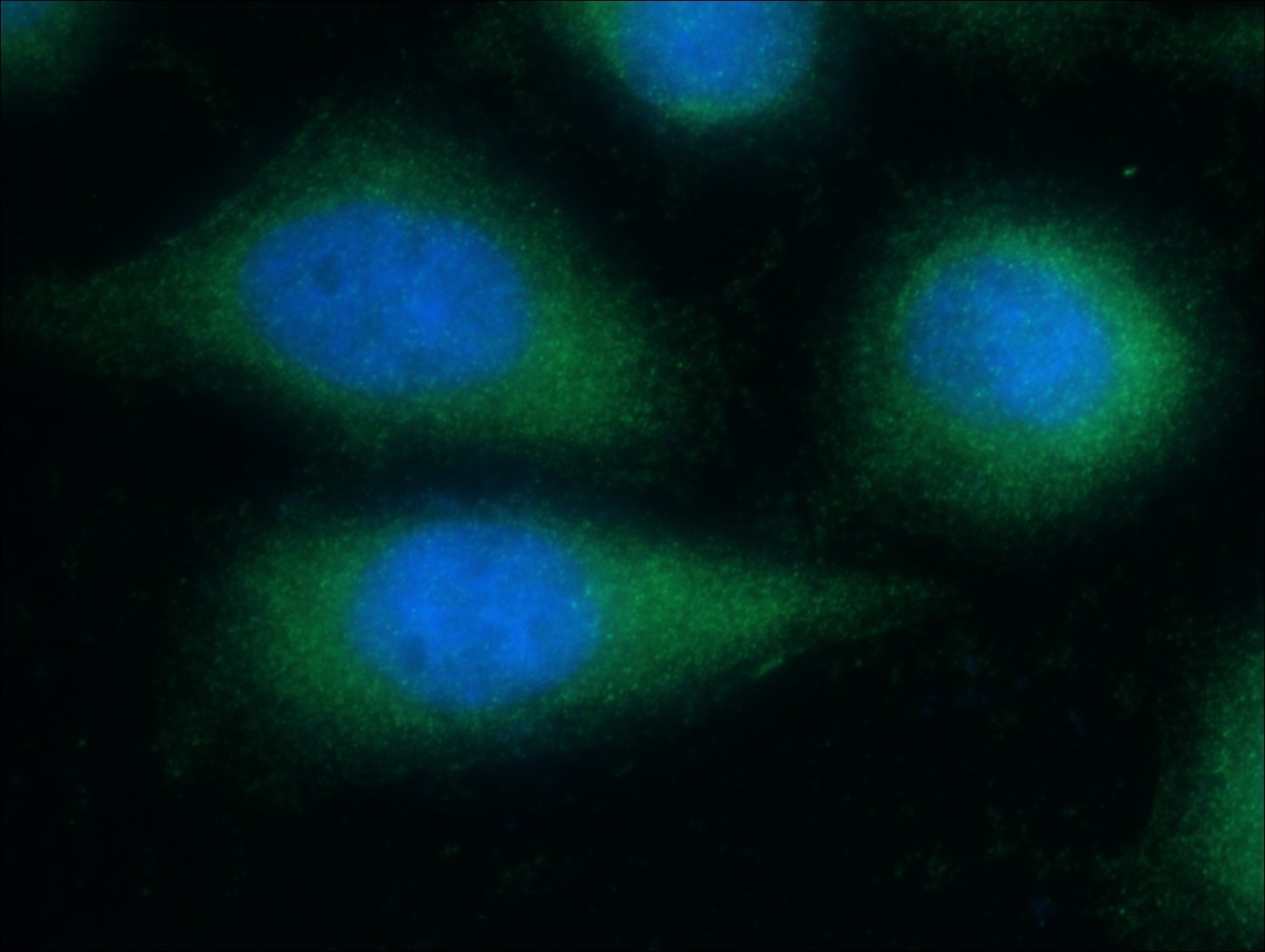 Immunofluorescence (IF) / fluorescent staining of HeLa cells using CDC42 Polyclonal antibody (10155-1-AP)
