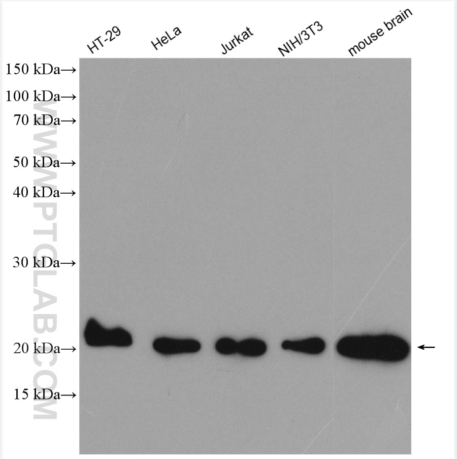 Western Blot (WB) analysis of various lysates using CDC42 Polyclonal antibody (10155-1-AP)