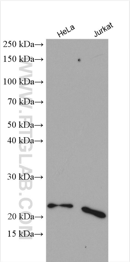 Western Blot (WB) analysis of various lysates using CDC42 Polyclonal antibody (10155-1-AP)
