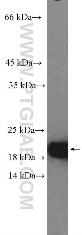 Western Blot (WB) analysis of C6 cells using CDC42 Polyclonal antibody (10155-1-AP)