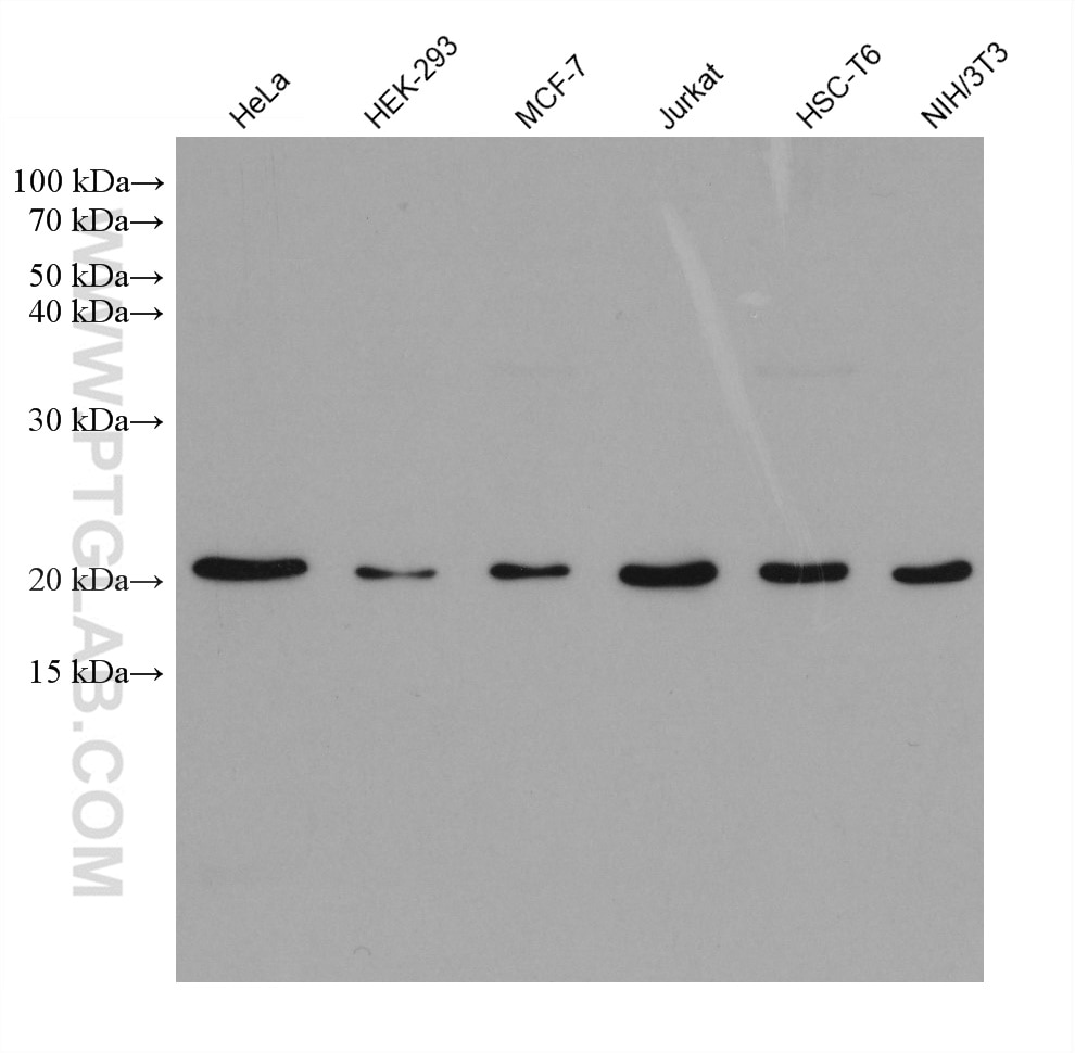 Western Blot (WB) analysis of various lysates using CDC42 Monoclonal antibody (67212-1-Ig)