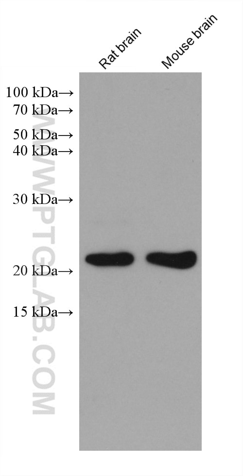 Western Blot (WB) analysis of various lysates using CDC42 Monoclonal antibody (67212-1-Ig)