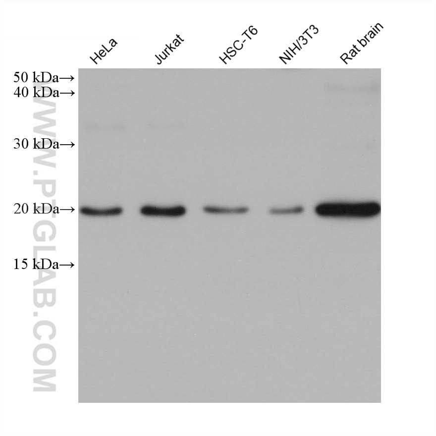 Western Blot (WB) analysis of various lysates using CDC42 Monoclonal antibody (67212-1-Ig)