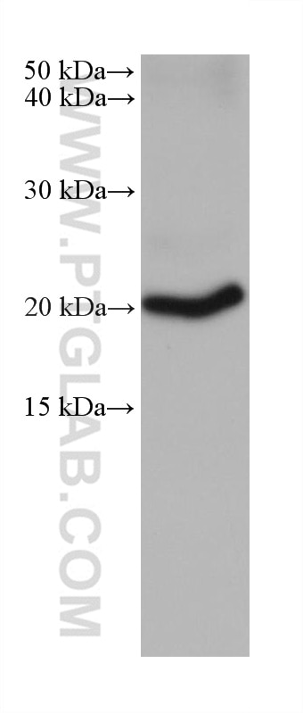 Western Blot (WB) analysis of mouse cerebellum tissue using CDC42 Monoclonal antibody (67212-1-Ig)