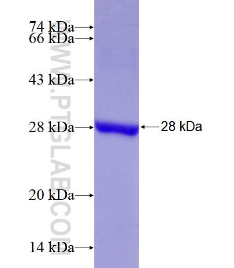 CDC42 fusion protein Ag28550 SDS-PAGE