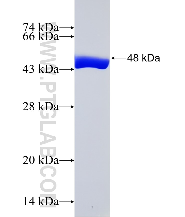 CDC42 fusion protein Ag0207 SDS-PAGE