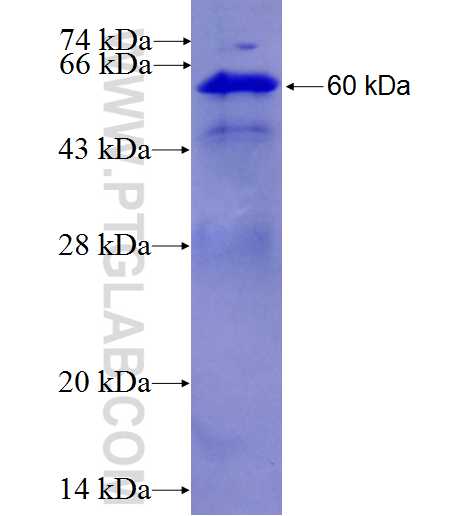 CDC42EP1 fusion protein Ag27396 SDS-PAGE