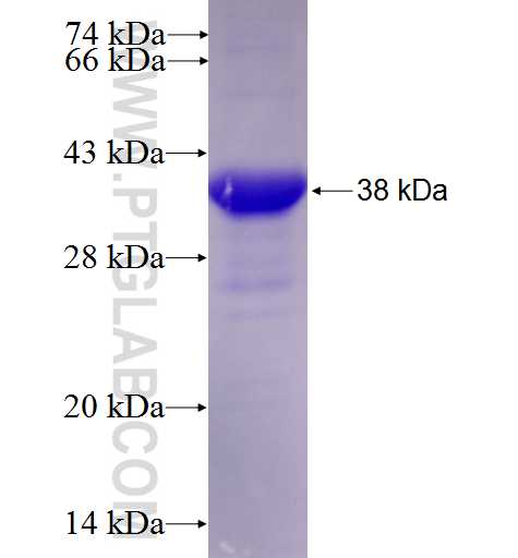 CDC42EP1 fusion protein Ag27427 SDS-PAGE