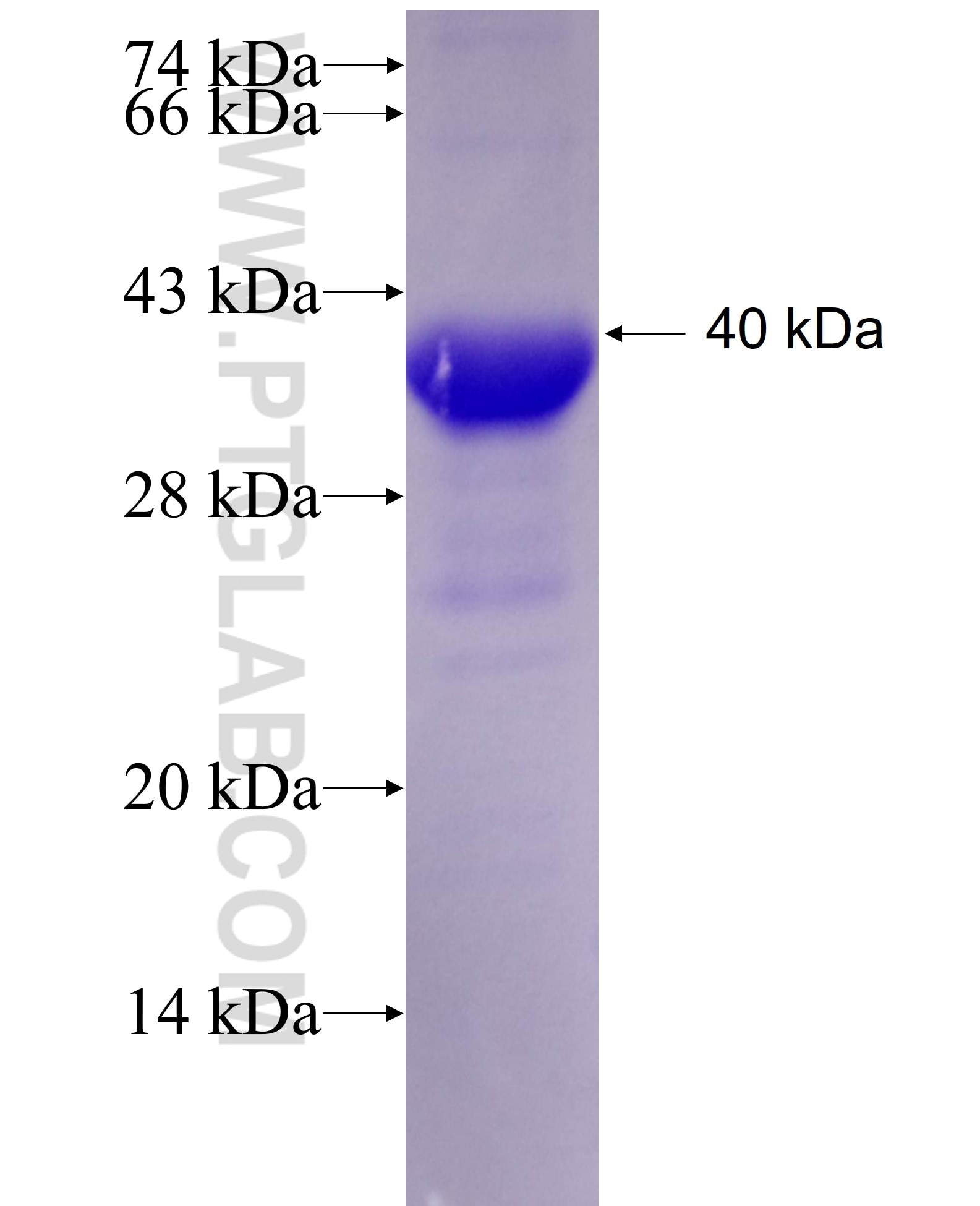 CDC42EP1 fusion protein Ag27427 SDS-PAGE