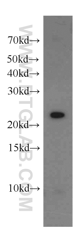 Western Blot (WB) analysis of K-562 cells using CDC42EP2 Polyclonal antibody (11824-1-AP)