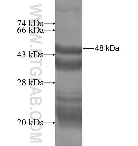 CDC42EP2 fusion protein Ag2392 SDS-PAGE