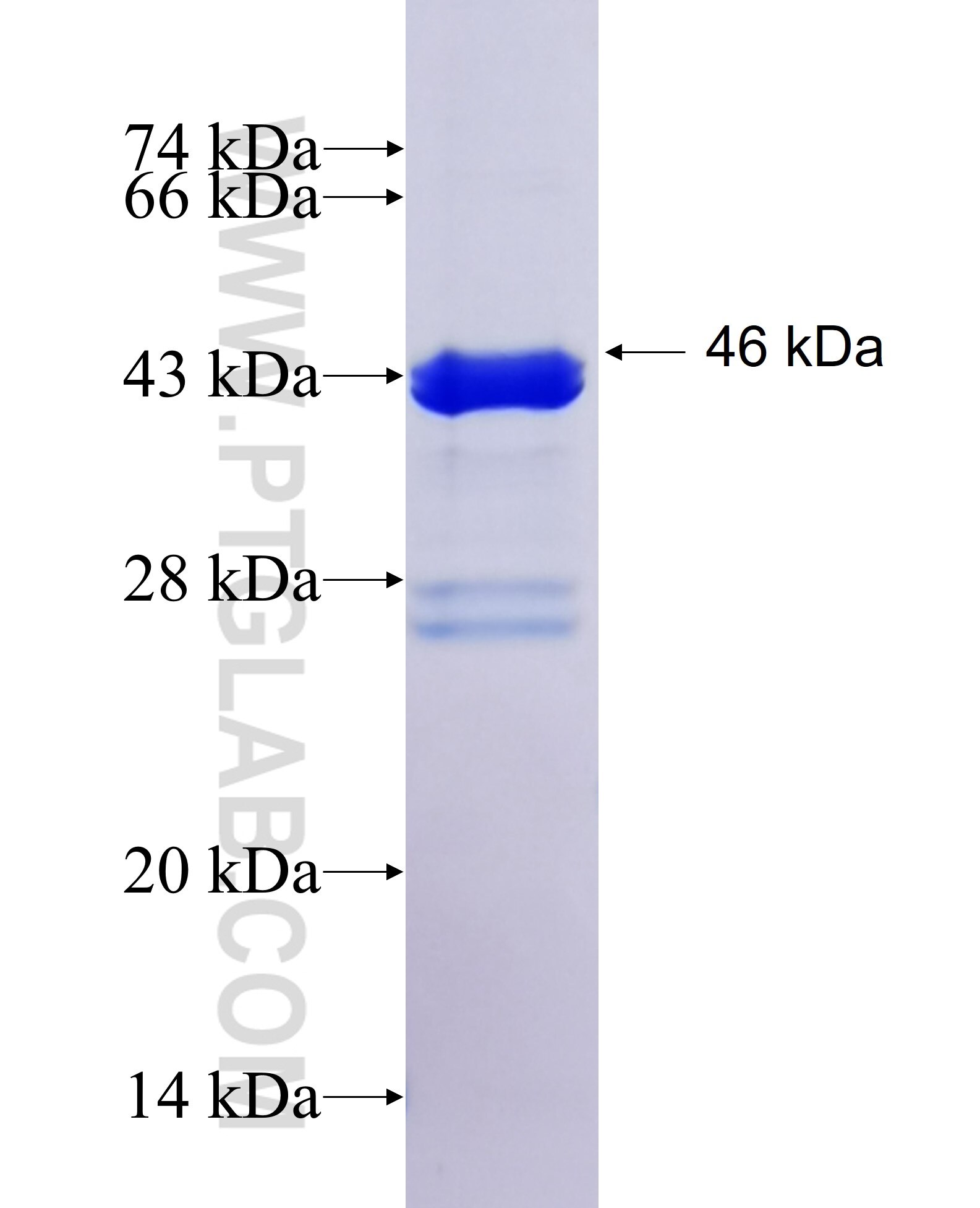 CDC42EP3 fusion protein Ag25828 SDS-PAGE