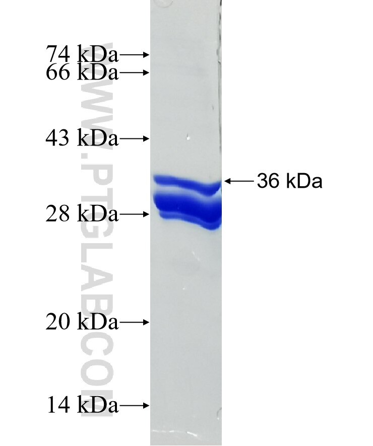 CDC42SE1 fusion protein Ag3098 SDS-PAGE