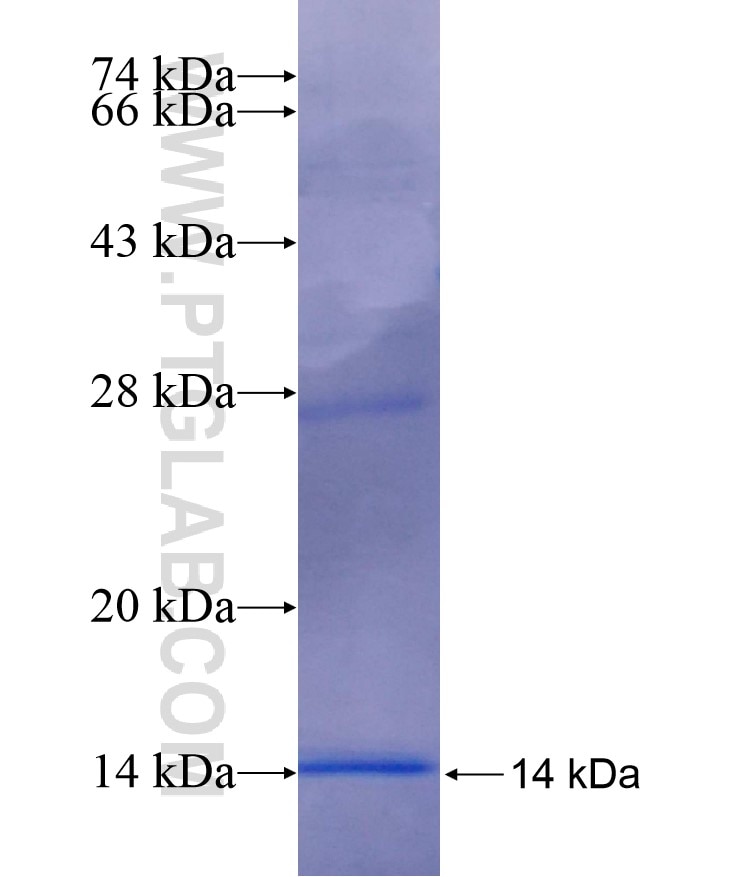 CDC42SE2 fusion protein Ag17015 SDS-PAGE