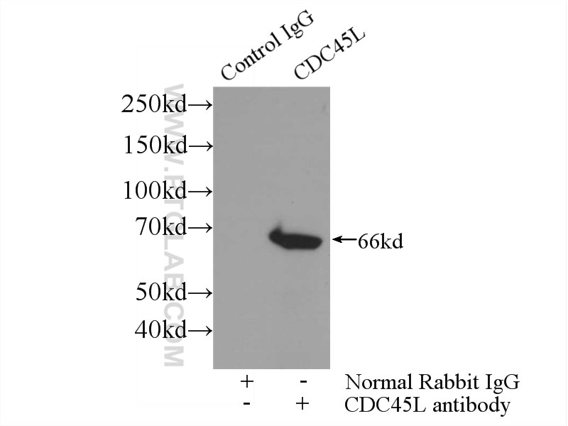 Immunoprecipitation (IP) experiment of K-562 cells using CDC45L Polyclonal antibody (15678-1-AP)