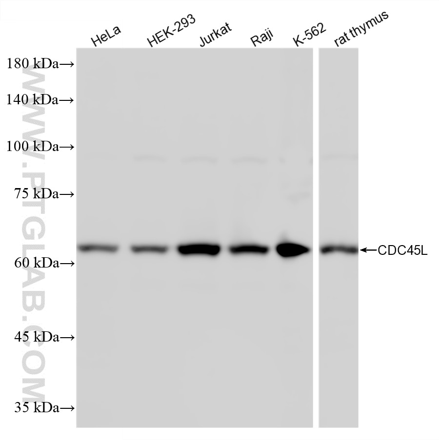 WB analysis using 87219-1-RR Western Blot (WB) analysis of various lysates using CDC45L Recombinant monoclonal antibody (87219-1-RR)