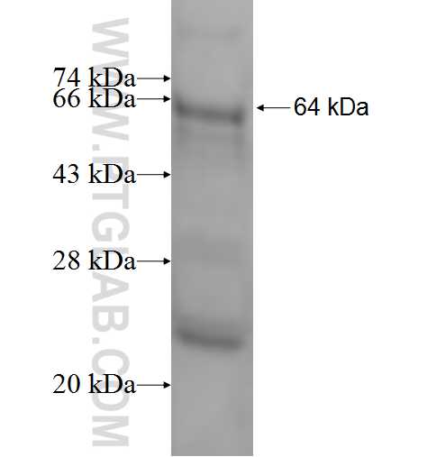 CDC45L fusion protein Ag1469 SDS-PAGE