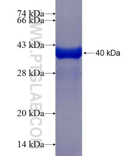 CDC45L fusion protein Ag8150 SDS-PAGE