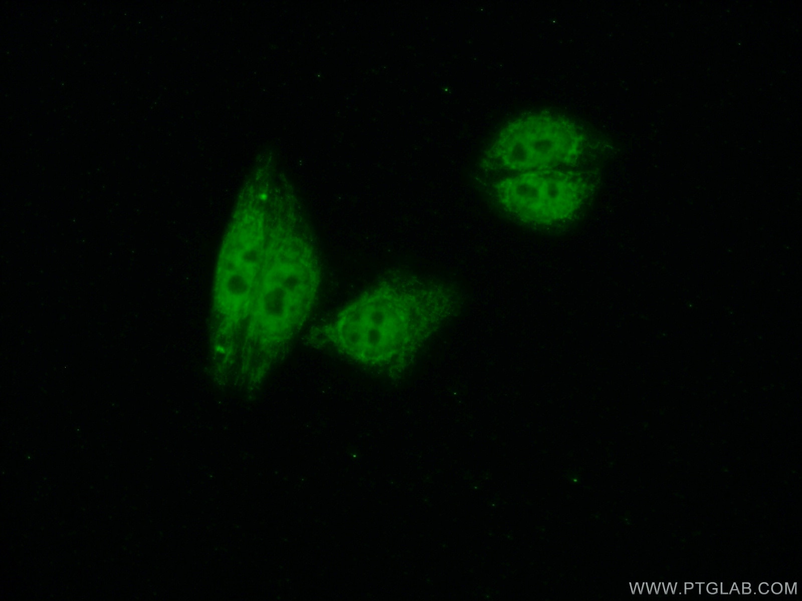 Immunofluorescence (IF) / fluorescent staining of HepG2 cells using CDC5L Polyclonal antibody (12974-1-AP)