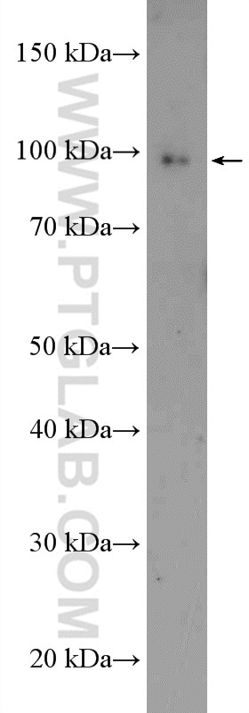 Western Blot (WB) analysis of mouse brain tissue using CDC5L Polyclonal antibody (12974-1-AP)