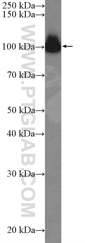 Western Blot (WB) analysis of HepG2 cells using CDC5L Polyclonal antibody (12974-1-AP)