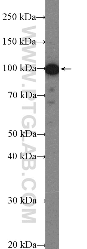 Western Blot (WB) analysis of HEK-293 cells using CDC5L Polyclonal antibody (12974-1-AP)