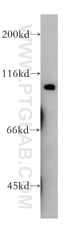 Western Blot (WB) analysis of human brain tissue using CDC5L Polyclonal antibody (12974-1-AP)