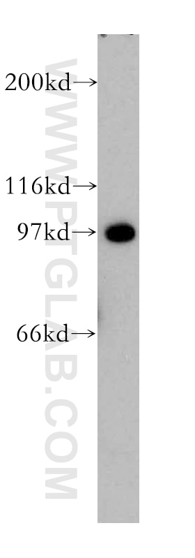 Western Blot (WB) analysis of HEK-293 cells using CDC5L Polyclonal antibody (12974-1-AP)