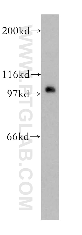 Western Blot (WB) analysis of HepG2 cells using CDC5L Polyclonal antibody (12974-1-AP)