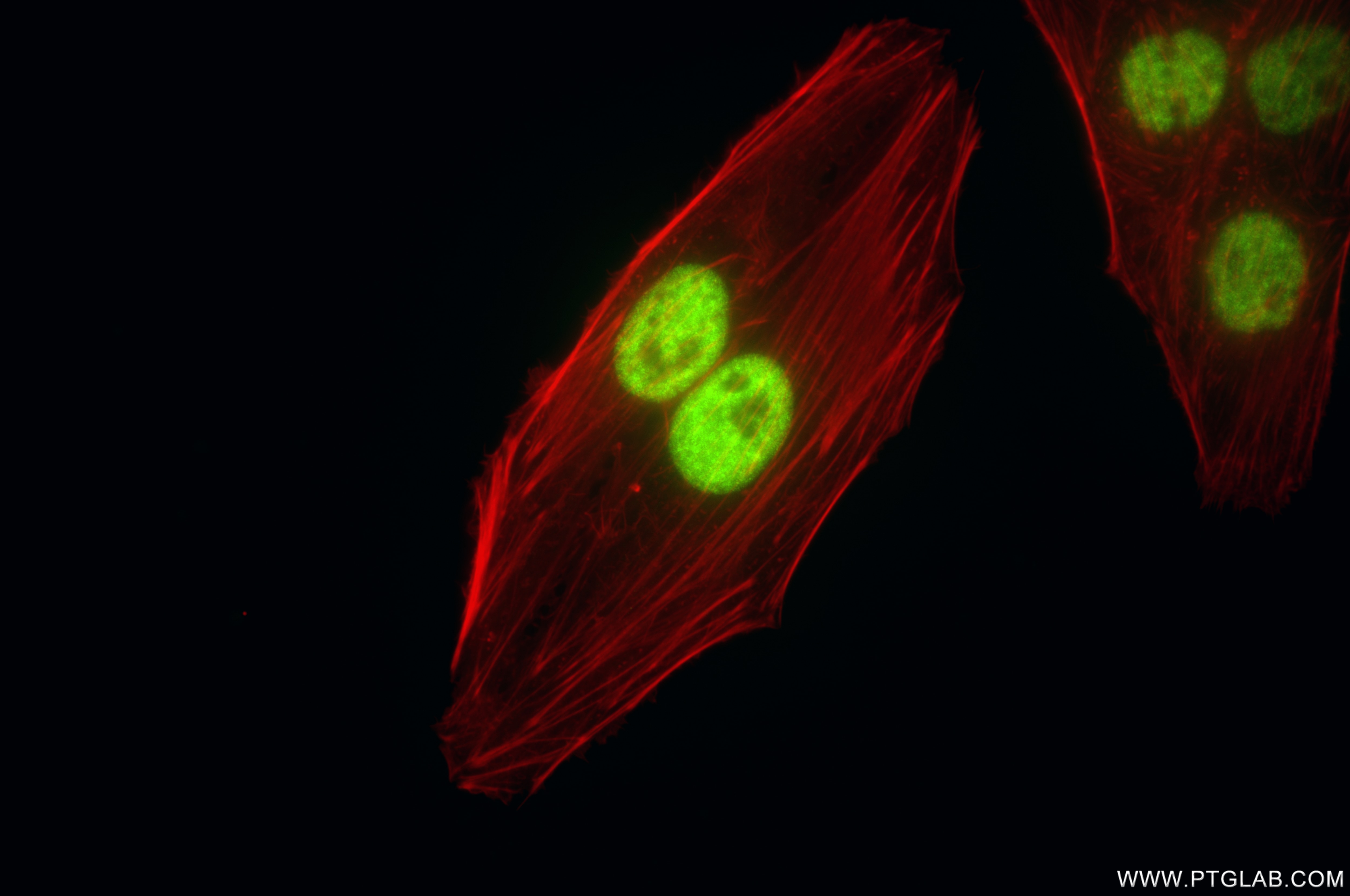 Immunofluorescence (IF) / fluorescent staining of HepG2 cells using CDC5L Recombinant antibody (85788-5-RR)