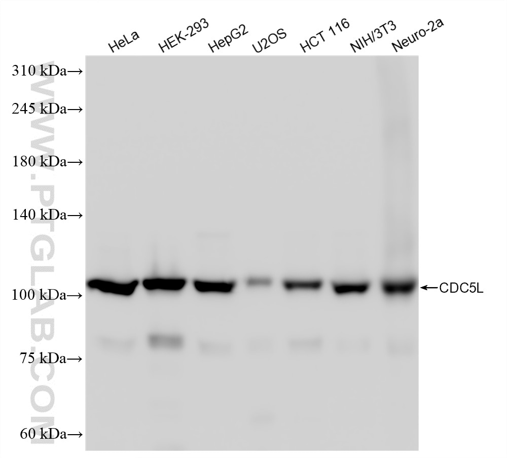 Western Blot (WB) analysis of various lysates using CDC5L Recombinant antibody (85788-5-RR)