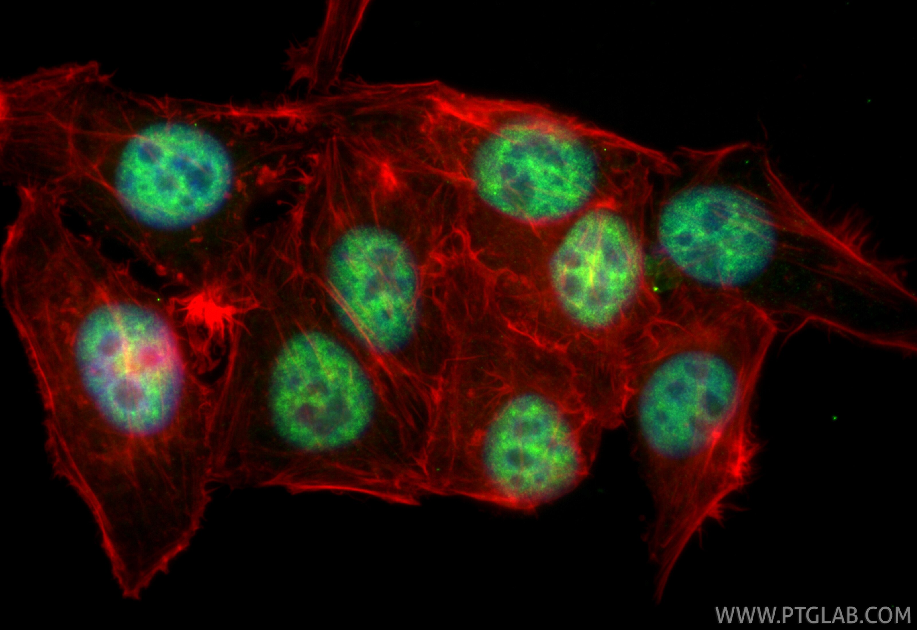 Immunofluorescence (IF) / fluorescent staining of HepG2 cells using CoraLite® Plus 488-conjugated CDC5L Recombinant mo (CL488-85788-5)