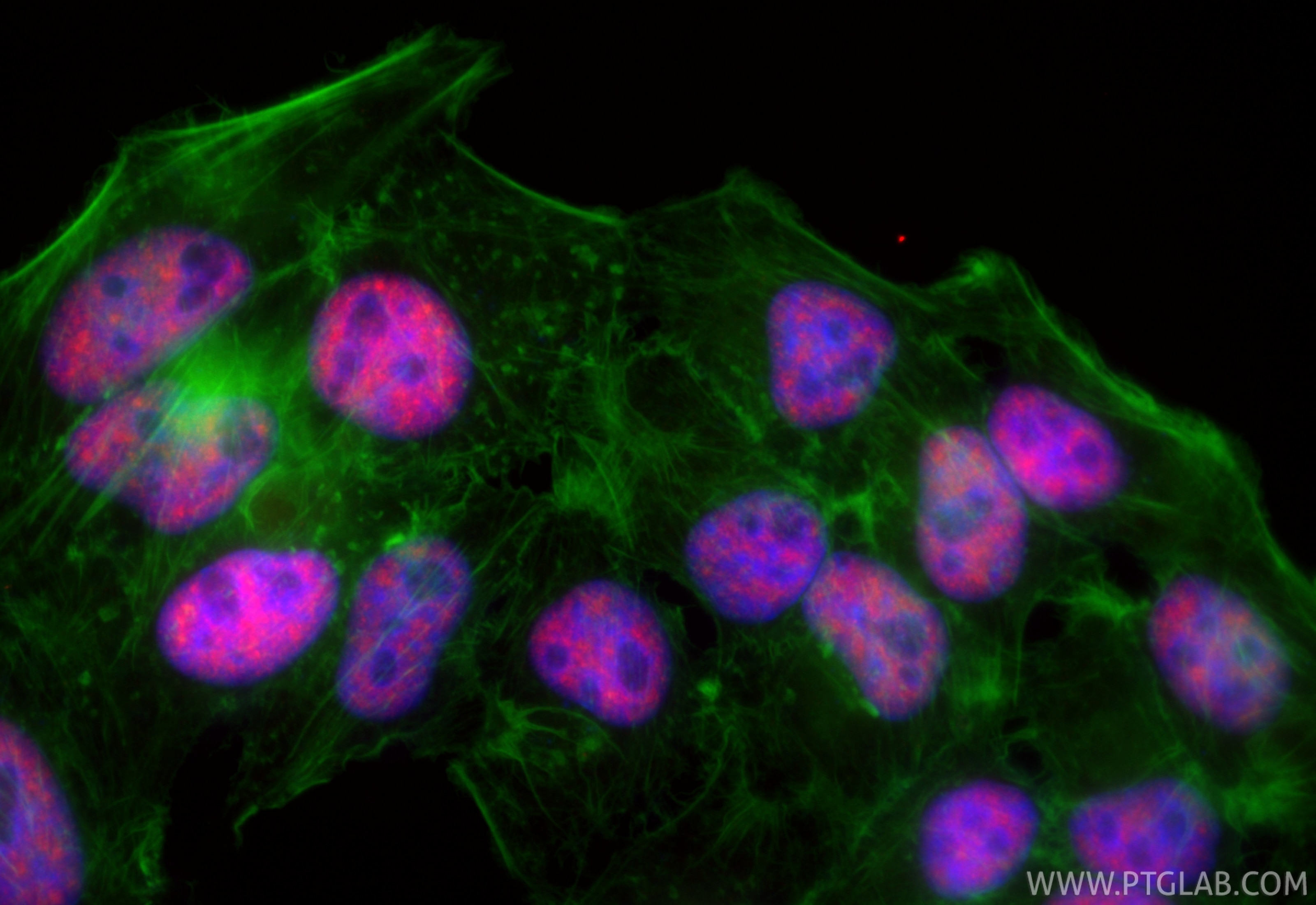 Immunofluorescent analysis of (4% PFA) fixed HepG2 cells using CoraLite®594 CDC5L antibody (CL594-85788-5, Clone: 250089G5 ) at dilution of 1:200, CL488-Phalloidin (green). Immunofluorescence (IF) / fluorescent staining of HepG2 cells using CoraLite®594-conjugated CDC5L Recombinant monoclon (CL594-85788-5)