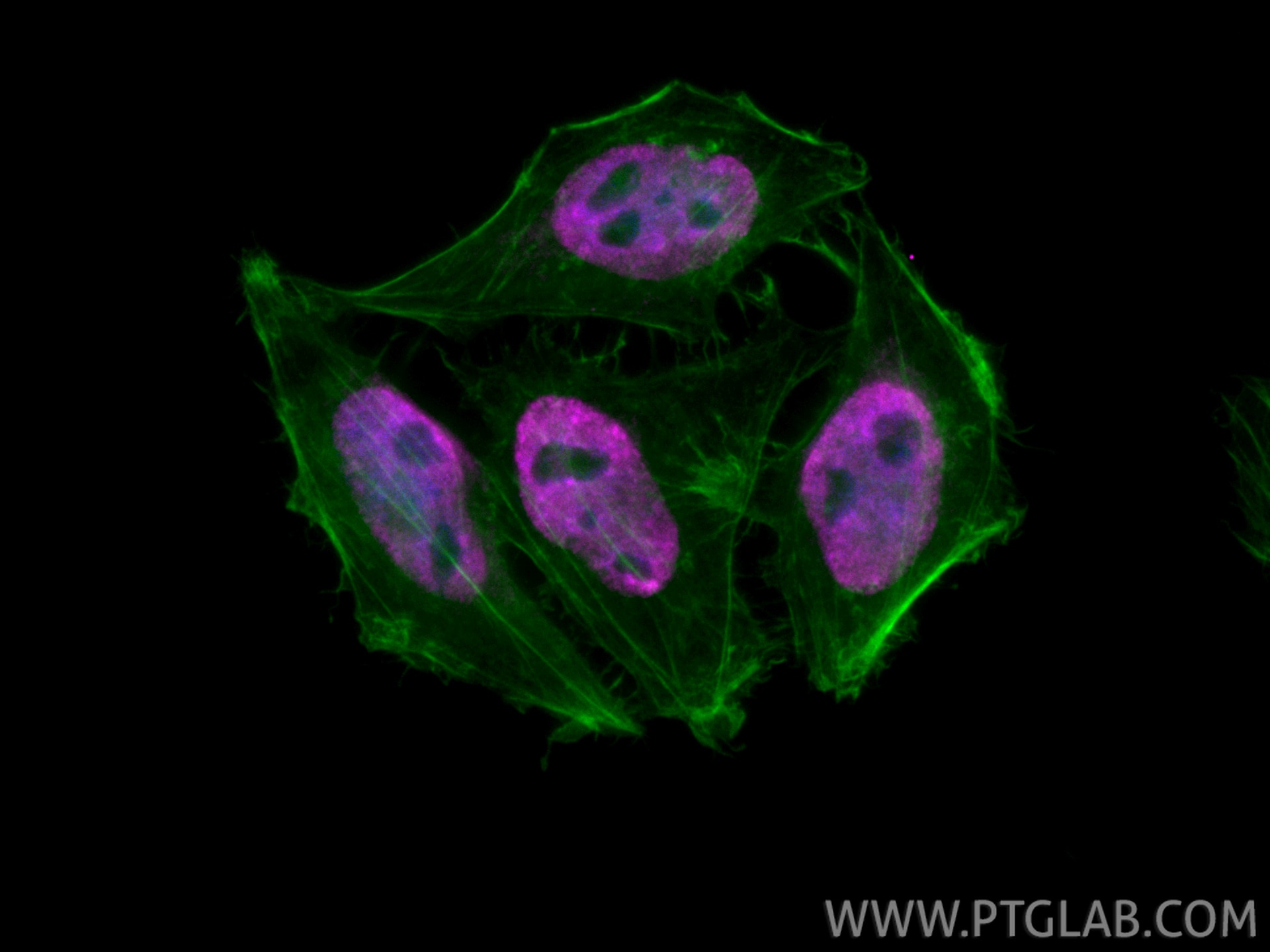 IF Staining of HepG2 using CL647-85788-5 Immunofluorescence (IF) / fluorescent staining of HepG2 cells using CoraLite® Plus 647-conjugated CDC5L Recombinant mo (CL647-85788-5)