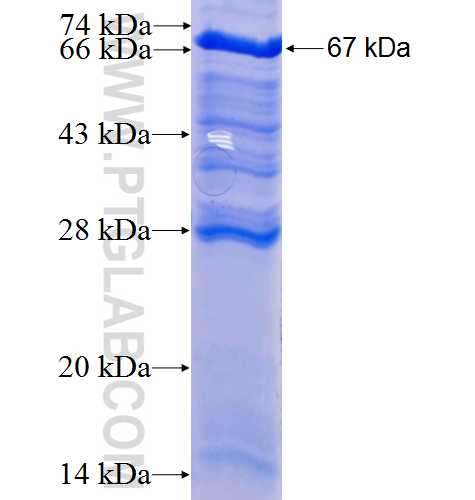 CDC5L fusion protein Ag3578 SDS-PAGE